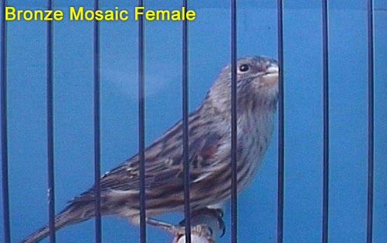 Bronze Mosaic Female