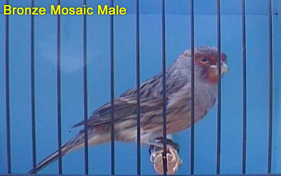 Bronze Mosaic Male