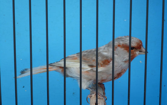 Grey Wings Mosaic Male
