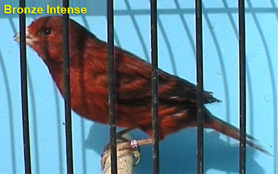 Bronze Intense Canary