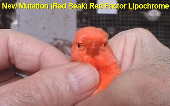 New Mutation Red Beak Red Factor Lipochrome Canary 2