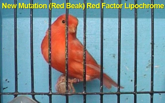 New Mutation Red Beak Red Factor Lipochrome Canary