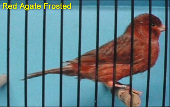 Red Agate Frost Canary