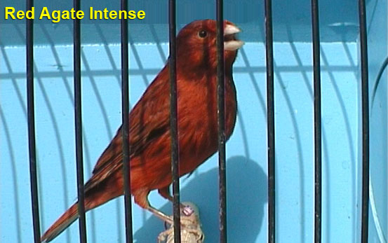 Red Agate Intense Canary
