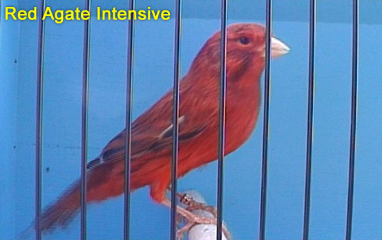 Red Agate Intensive Canary