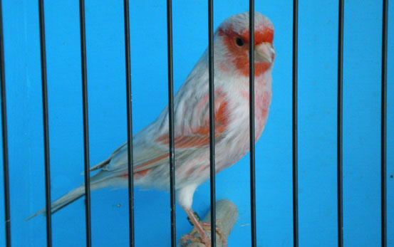 Red Agate Opal Mosaic Male Canary