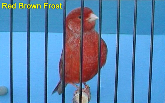 Red Brown Frost Canary