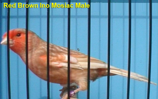 Red Brown Ino Mosaic Male Canary