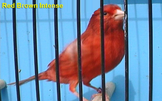 Red Brown Intense Canary