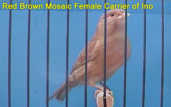 Red Brown Mosaic Carrier of Ino Canary