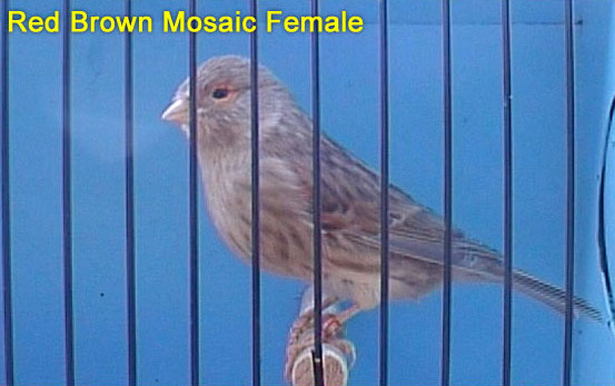 Red Brown Mosaic Female Canary