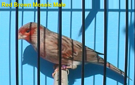 Red Brown Mosaic Male Canary
