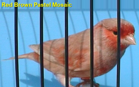 Red Brown Pastel Mosaic Canary