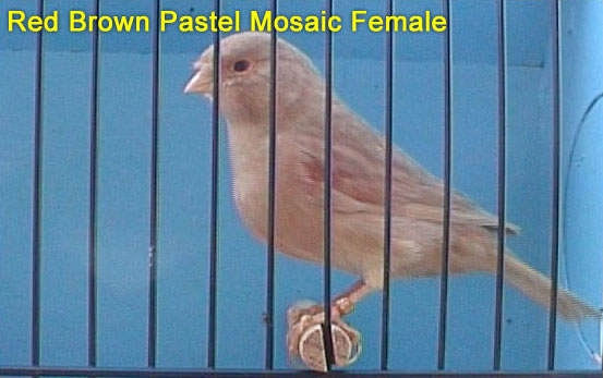 Red Brown Pastel Mosaic Female Canary