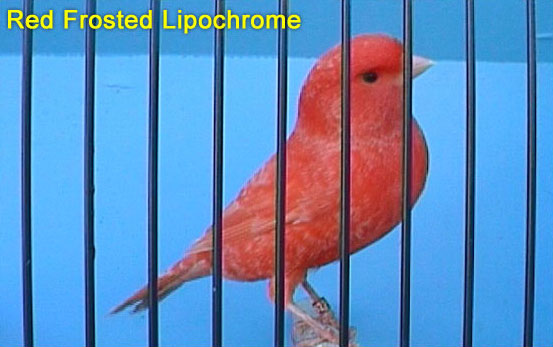 Red Frosted Lipochrome Canary