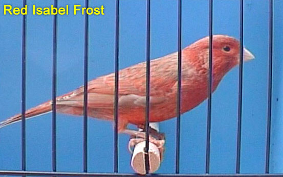 Red Isabel Frost Canary