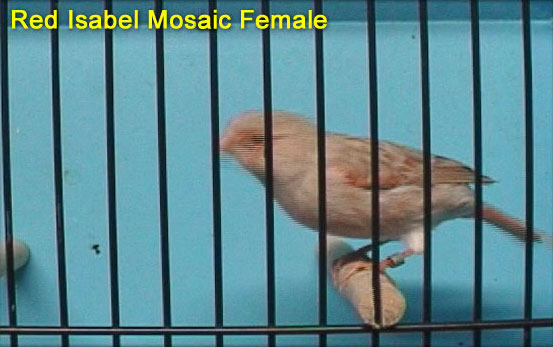 Red Isabel Mosaic Female Canary