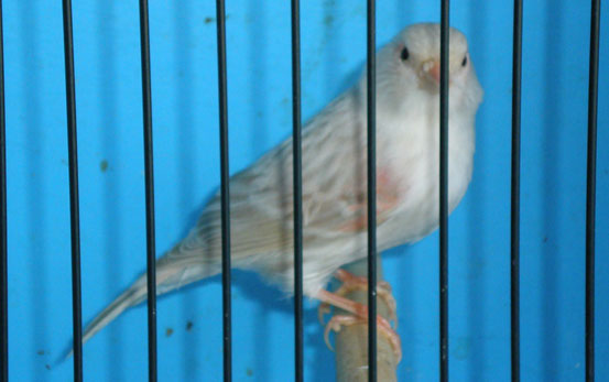 Red Isabel Mosaic Hen New Type