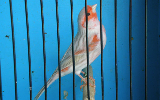 Red Isabel Mosaic Male New Type