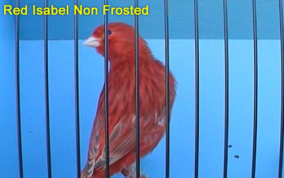 Red Isabel Non Frosted Canary