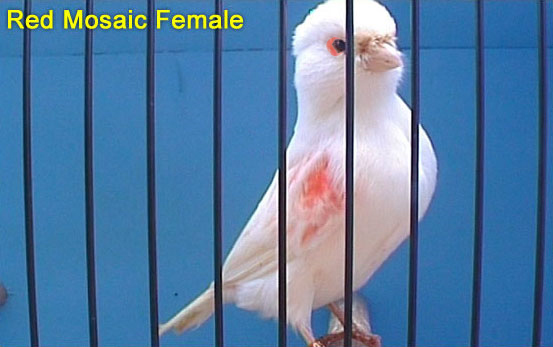 Red Mosaic Female Canary