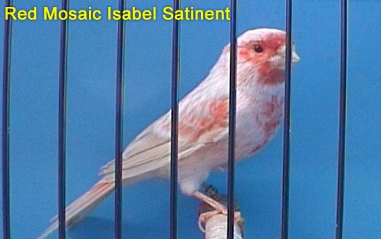 Red Mosaic Isabel Satinent Canary