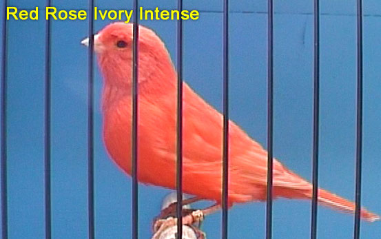 Red Rose Ivory Intense Canary