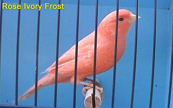 Rose Ivory Frost Canary