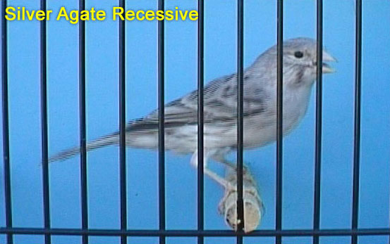 Silver Agate Recessive Canary