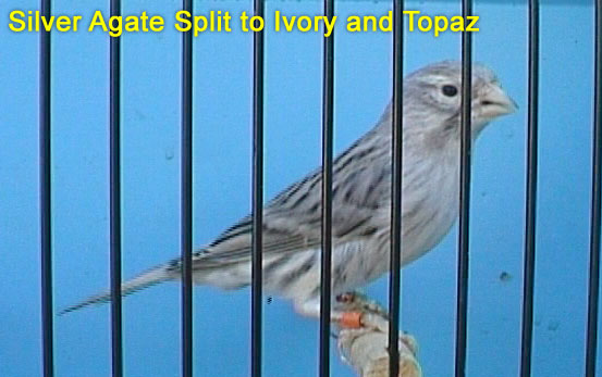 Silver Agate Split To Ivory And Topaz Canary