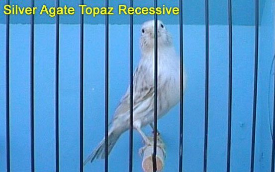 Silver Agate Topaz Recessive Canary