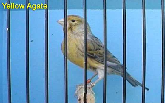 Yellow Agate Canary