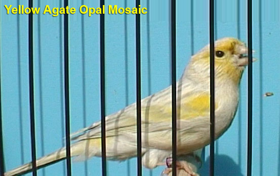 Yellow Agate Opal Mosaic Canary