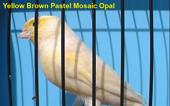 Yellow Brown Pastel Mosaic Opal Canary