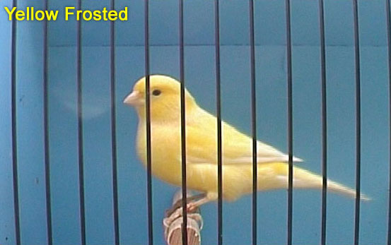 Yellow Frosted Canary