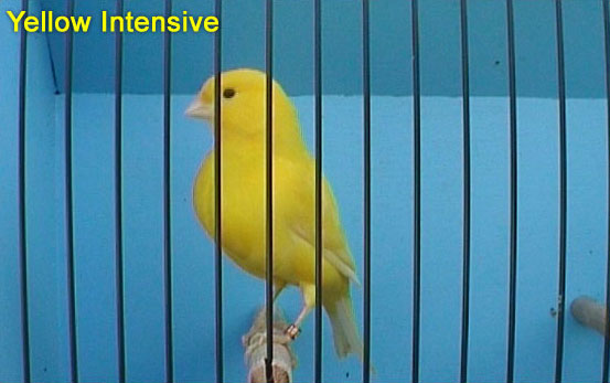 Yellow Intensive Canary