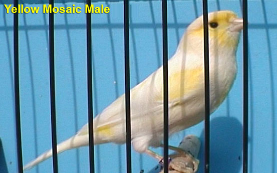 Yellow Mosaic Male Canary