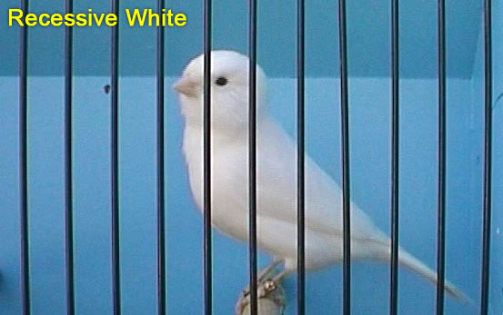 Recessive White