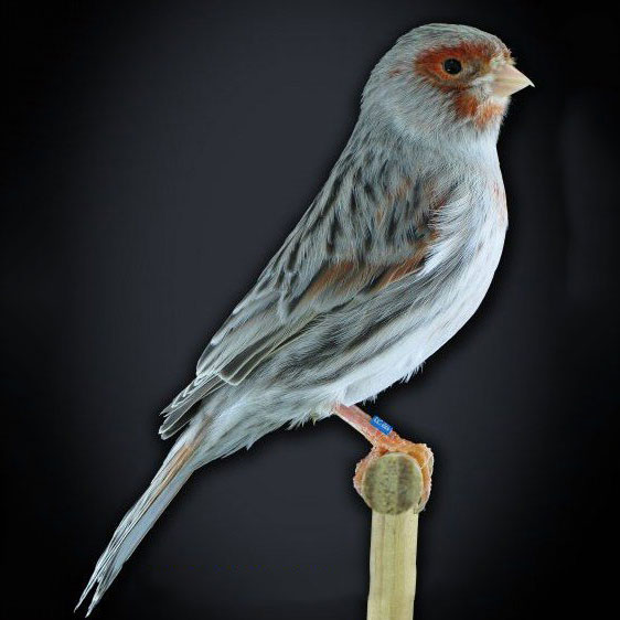 Red Agate Cobalt Male