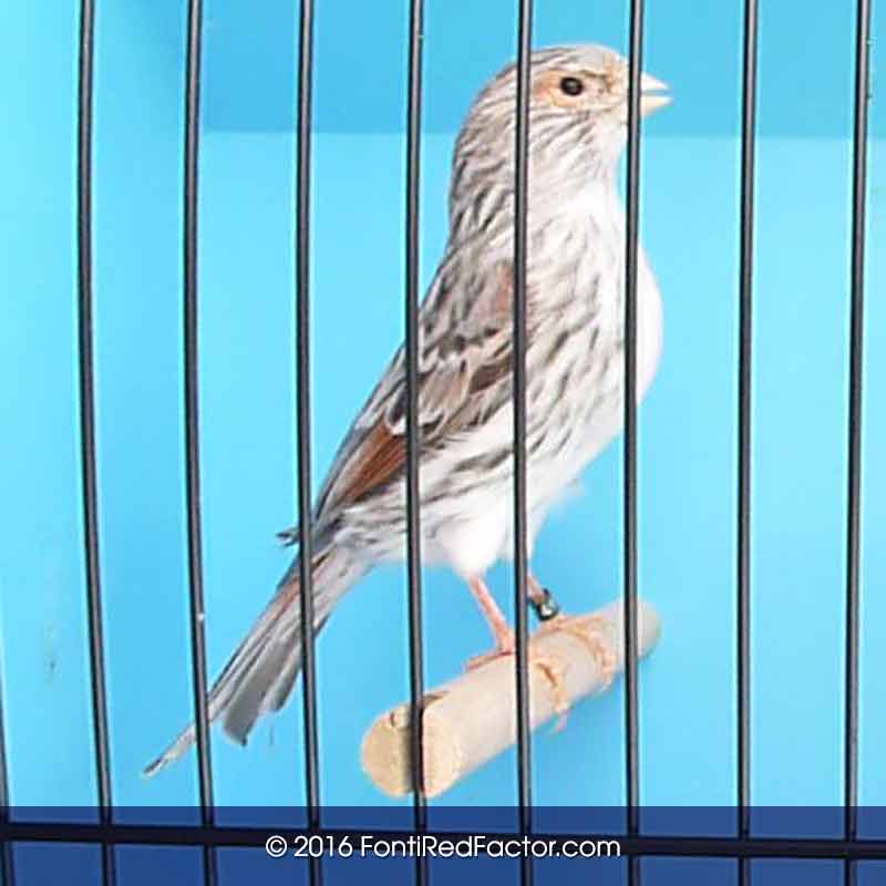 Red Agate Mosaic Hen