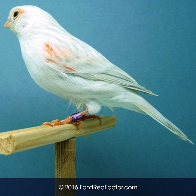 Red Agate Opal Mosaic Hen