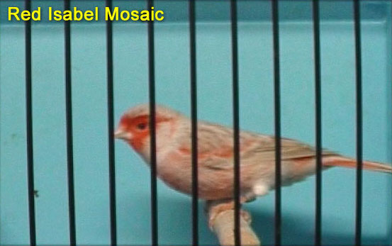 Red Isabel Mosaic