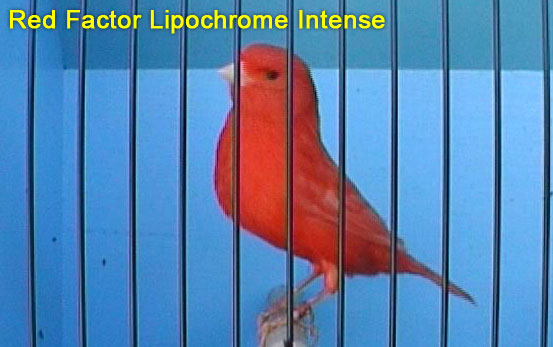 Red Lipochrome Intense