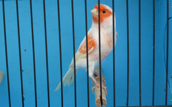 Red Mosaic Lipochrome Male
