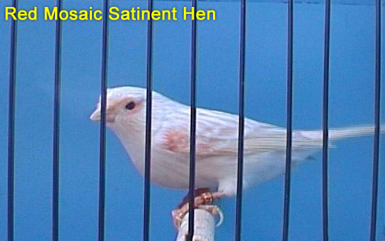 Red Mosaic Satinet Hen