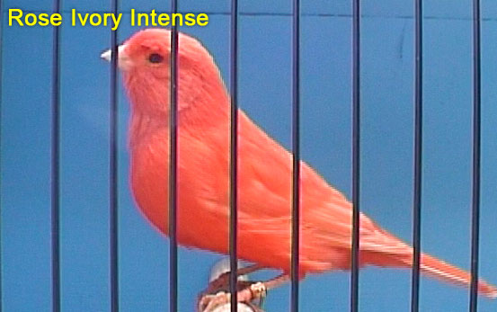 Rose Ivory Intense