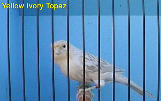 Yellow Ivory Topaz